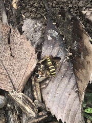 Poecilopompilus interruptus