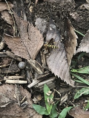 Poecilopompilus interruptus