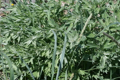 Artemisia tilesii