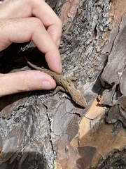 Anolis sagrei