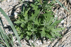 Artemisia tilesii