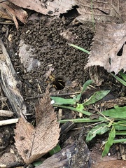 Poecilopompilus interruptus