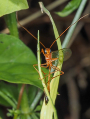 Enicospilus ramidulus
