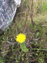 Oedera imbricata