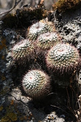 Mammillaria uncinata