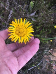 Oedera imbricata