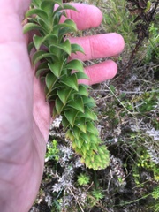 Oedera imbricata