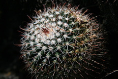 Mammillaria uncinata
