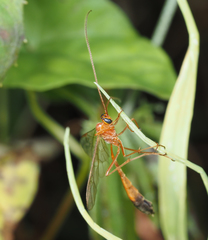 Enicospilus ramidulus