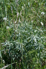 Artemisia tilesii