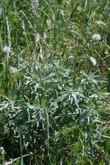 Artemisia tilesii