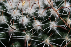 Mammillaria uncinata