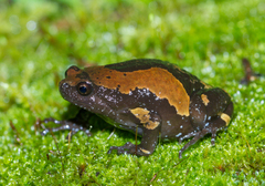 Uperodon triangularis