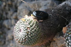 Mammillaria uncinata
