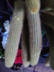Cleistocactus