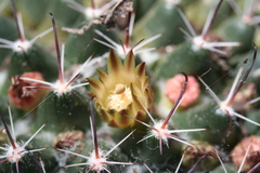 Mammillaria uncinata