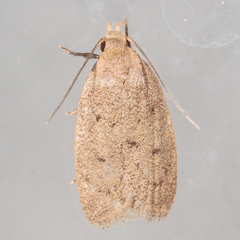 Inga obscuromaculella