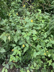 Impatiens pallida
