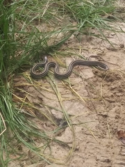 Thamnophis sirtalis annectens