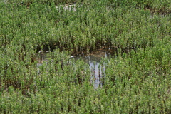 Hippuris tetraphylla