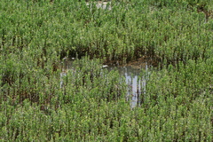 Hippuris tetraphylla
