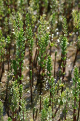 Hippuris tetraphylla