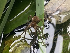Dolomedes triton