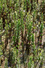 Hippuris tetraphylla