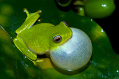 Raorchestes jayarami