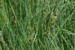 Carex mackenziei