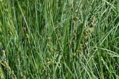 Carex mackenziei