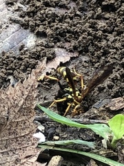 Poecilopompilus interruptus