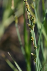 Carex mackenziei