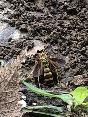 Poecilopompilus interruptus