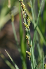 Carex mackenziei