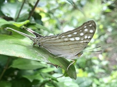 Marpesia merops