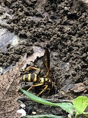 Poecilopompilus interruptus