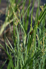 Carex mackenziei