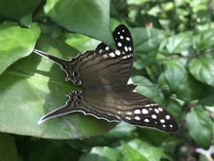 Marpesia merops
