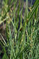 Carex mackenziei