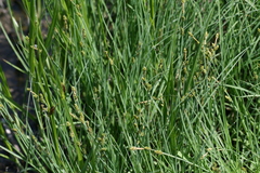 Carex mackenziei