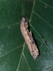 Colobura dirce