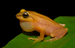 Travancore Bubble-Nest Frog photo 3