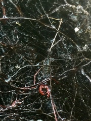 Mastigoproctus floridanus