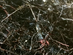 Mastigoproctus floridanus