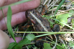 Anaxyrus americanus copei