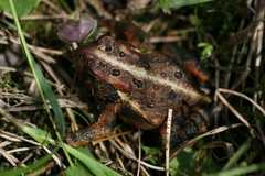Anaxyrus americanus copei