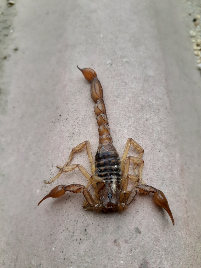 Hadruroides lunatus