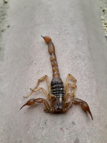 Hadruroides lunatus