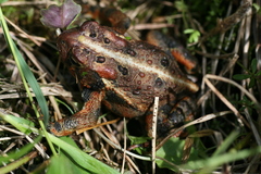 Anaxyrus americanus copei